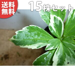 ■送料無料■【15ポットセット】 斑入りフッキソウ 9cmポット フッキソウ 「(富貴草)」 ポット苗 苗木 苗 植木 庭木 生け垣 下草・グランドカバー