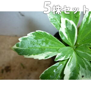 y5|bgZbgz tbL\E 9cm|bg tbL\E uixMjv |bgc c c A  _ EOhJo[