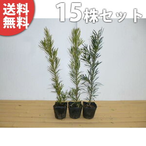 y15{Zbgz J}L 0.5mO 15cm|bg _ c c 炩܂ }L ܂ _ A  _ ډB