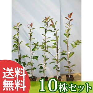 y10{Zbgz bhr 0.7mO 10.5cm|bg c c xjJi` xjJi ǂт _ _p _ A  _ ډB