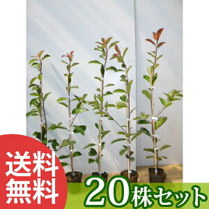 y20{Zbgz bhr 0.7mO 10.5cm|bg c c xjJi` xjJi ǂт _ _p _ A  _ ډB