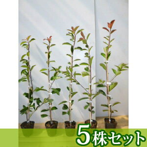 y5{Zbgz bhr 0.7mO 10.5cm|bg c c xjJi` xjJi ǂт _ _p _ A  _ ډB