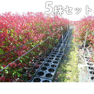 ■送料無料■【5本セット】 レッドロビン 樹高0.8m前後 15cmポット 苗木 苗 ベニカナメモチ ベニカナメ れっどろびん 垣根 生垣用 生垣 植木 庭木 生け垣 目隠し