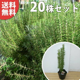 楽天市場 ローズマリー 立性 花 ガーデン Diy の通販