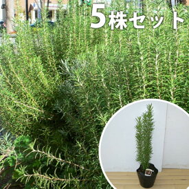 楽天市場 庭木 植物の種類ローズマリー 植木 ガーデニング 農業 花 ガーデン Diyの通販