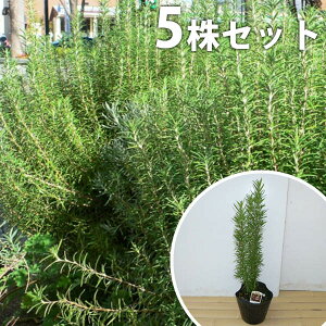 植木 盆栽 ハーブ ローズマリーの人気商品 通販 価格比較 価格 Com