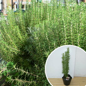 楽天市場 ローズマリー 植木 ガーデニング 農業 花 ガーデン Diyの通販