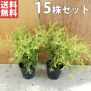 ■送料無料■【15本セット】 フィリフェラオーレア 樹高0.2m前後 10.5cmポット (コニファー)生垣 苗木 苗 植木 庭木 生け垣 下草・グランドカバー