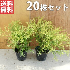楽天市場 シンボルツリー 下草の通販