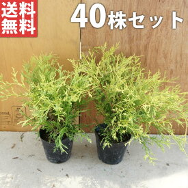 楽天市場 コニファー 種類 低木の通販