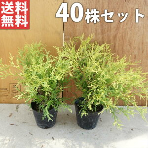 y40{Zbgz tBtFI[A 0.2mO 10.5cm|bg iRjt@[j_ c c A  _ EOhJo[