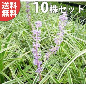 y10|bgZbgz 胄u 10.5cm|bg u tCu Ԃ c c A  _ EOhJo[