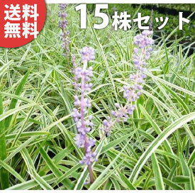 楽天市場 ヤブラン 苗の通販