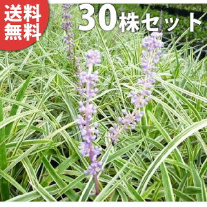 植木 盆栽 庭木 下草の人気商品 通販 価格比較 価格 Com