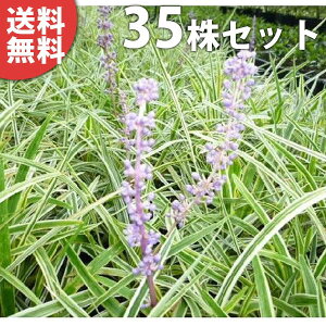 y35|bgZbgz 胄u 10.5cm|bg u tCu Ԃ c c A  _ EOhJo[