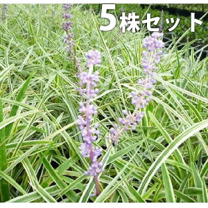 y5|bgZbgz 胄u 10.5cm|bg u tCu Ԃ c c A  _ EOhJo[