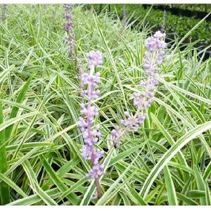 胄u 10.5cm|bg u tCu Ԃ c c A  _ EOhJo[ 1{iȃZbg̔܂j