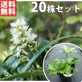 楽天市場 フッキソウ 苗の通販