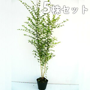y5{Zbgz vybg 0.8mO 15cm|bg vxbg_ c c A  _ _ ډB