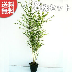 楽天市場 庭木 目隠し 2m ガーデニング 農業 花 ガーデン Diy の通販