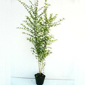 vybg 0.8mO 15cm|bg vxbg_ c c A  _ _ ډB 1{iȃZbg̔܂j