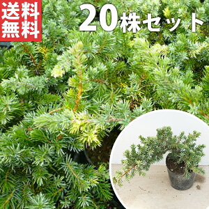 ■送料無料■【20ポットセット】 ブルーパシフィック 9cmポット コニファー 苗木 苗 植木 庭木 生け垣 コニファー 下草・グランドカバー