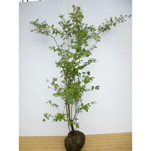 u[x[EIj[ 1.2mO  nCubVn c c A  _ u[x[ ʎ 1{iȃZbg̔܂j