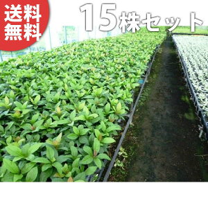 y15|bgZbgz uREW 9cm|bg Mq Ԃ c c A  _ EOhJo[