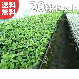 y20|bgZbgz uREW 9cm|bg Mq Ԃ c c A  _ EOhJo[