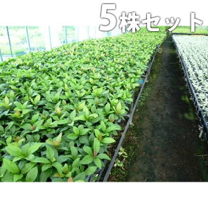 y5|bgZbgz uREW 9cm|bg Mq Ԃ c c A  _ EOhJo[