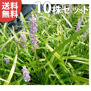 y10|bgZbgz u 10.5cm|bg Ԃ c c A  _ Ԃyޖ ĂɉԂ炩AؓW