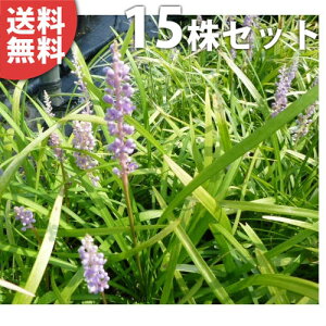 y15|bgZbgz u 10.5cm|bg Ԃ c c A  _ Ԃyޖ ĂɉԂ炩AؓW