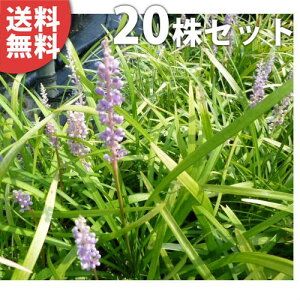 y20|bgZbgz u 10.5cm|bg Ԃ c c A  _ Ԃyޖ ĂɉԂ炩AؓW