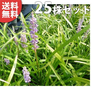y25|bgZbgz u 10.5cm|bg Ԃ c c A  _ Ԃyޖ ĂɉԂ炩AؓW