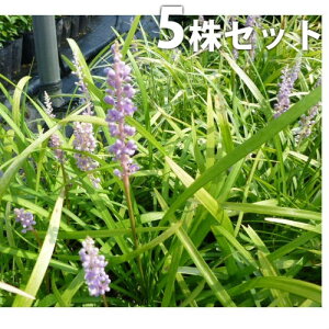 y5|bgZbgz u 10.5cm|bg Ԃ c c A  _ Ԃyޖ ĂɉԂ炩AؓW