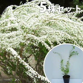 ■送料無料■【5本セット】 ユキヤナギ 樹高0.4m前後 15cmポット 雪柳 ゆきやなぎ 苗木 苗 植木 庭木 生け垣 花を楽しむ木 春に花を咲かせる 中木・低木