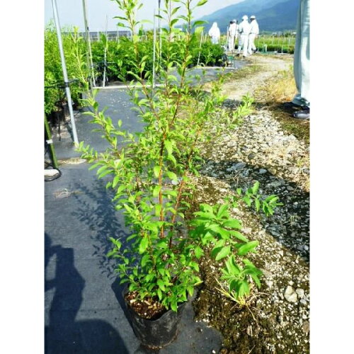 楽天市場 ユキヤナギ 樹高0 4m前後 15cmポット 雪柳 ゆきやなぎ 苗木 植木 苗 庭木 生け垣 花を楽しむ木 春に花を咲かせる植木特集 中木 低木 お得なセット販売もございます 季の香 きのか