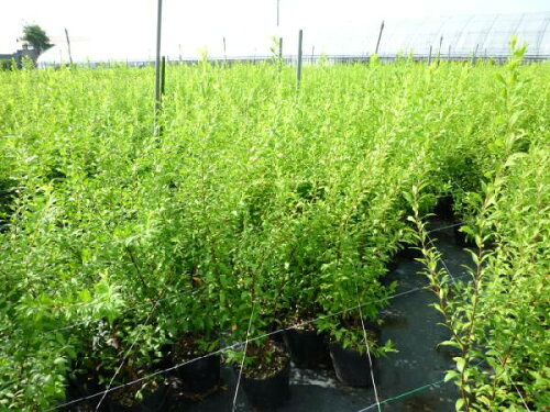 楽天市場 ユキヤナギ 樹高0 4m前後 15cmポット 雪柳 ゆきやなぎ 苗木 植木 苗 庭木 生け垣 花を楽しむ木 春に花を咲かせる植木特集 中木 低木 お得なセット販売もございます 季の香 きのか