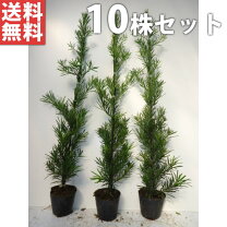 楽天市場】マキ 庭木（植木｜ガーデニング・農業）：花・ガーデン・DIY 