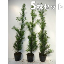 楽天市場】生垣 ラカンマキの通販 ラカンマキ20本