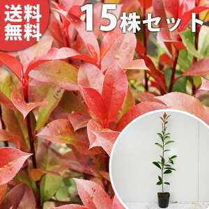 y15{Zbgz bhr 0.3mO 10.5cm|bg c c xjJi` xjJi ǂт _ _p _ A  _ ډB