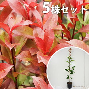 ■送料無料■【5本セット】 レッドロビン 樹高0.4m前後 10.5cmポット 苗木 苗 ベニカナメモチ ベニカナメ れっどろびん 垣根 生垣用 生垣 植木 庭木 生け垣 目隠し