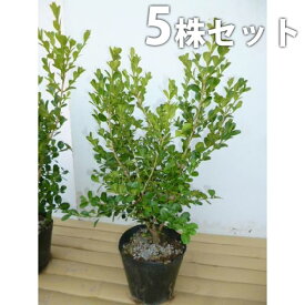 楽天市場 生垣 ボックスウッドの通販