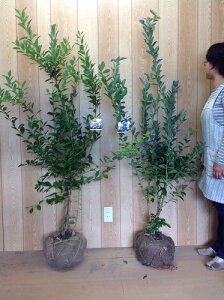 u[x[EoE_[u[ƃohEB̃Zbg 1.2mO  2{Zbg c rbgAC c c A  _ u[x[ ʎ 1{iȃZbg̔