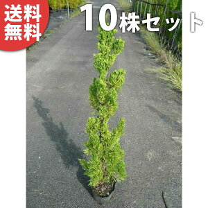 y10{Zbgz JCdJCuL 0.8mO 15cm|bg JCYJCuL Ԃ c c A  _ _ ډB