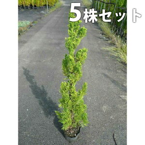 y5{Zbgz JCdJCuL 0.8mO 15cm|bg JCYJCuL Ԃ c c A  _ _ ډB