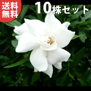 y10{Zbgz qN`iV 0.2mO 13.5cm|bg Ђ߂Ȃ (RN`iV) c c A  _ Ԃyޖ ĂɉԂ炩AؓW