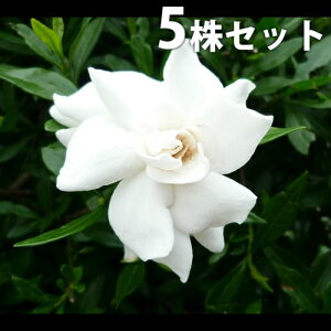 y5{Zbgz qN`iV 0.2mO 13.5cm|bg Ђ߂Ȃ (RN`iV) c c A  _ Ԃyޖ ĂɉԂ炩AؓW