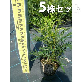 楽天市場 庭木 低木の通販