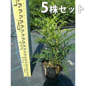y5{Zbgz }zjAERt[T 0.3mO 15cm|bg ܂قɂ c c A  _ ؁E